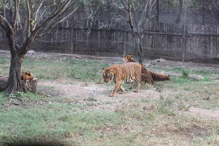 Safari World, Bangkokのeditorial素材