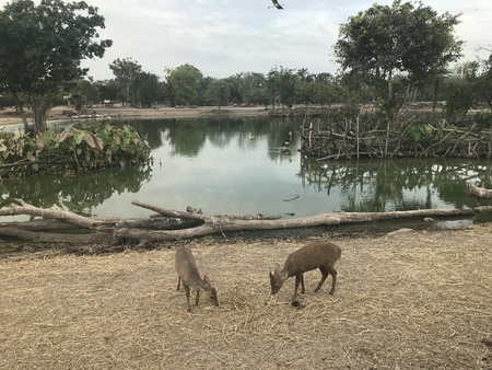 Bangkok Safari Zooのeditorial素材