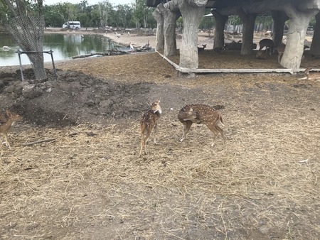 Bangkok Safari Zooのeditorial素材