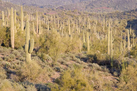 Saguaro Cactus in Canyon with Hillsides in the Backgroundの写真素材