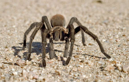 Tarantula Crawling Across Gravel Towards Cameraの写真素材