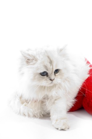 cute white cat wearing christmas hat on an isolated white backgroundの写真素材