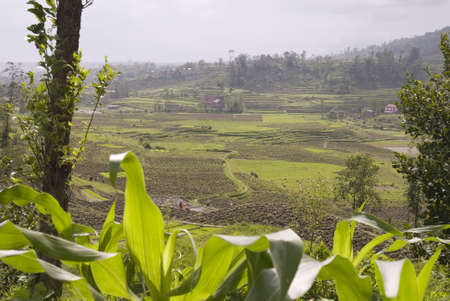 Rice Paddy Fields, Nagarkot, Kathmandu, Nepalの写真素材
