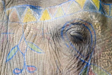 Close up of an Elephant Eyeの写真素材