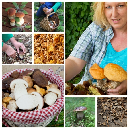 mushrroms collage, mosaicの写真素材