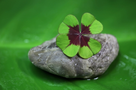 Symbol for luck - four leaves clover - for conceptsの写真素材