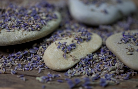 Dried Lavender - Stock Photo - blue flowersの写真素材