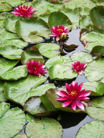 Water lilies in pond - tropical plantsの写真素材