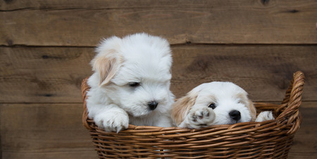 Portrait  Two little puppies - baby dogs Coton de Tulear sitting in a 