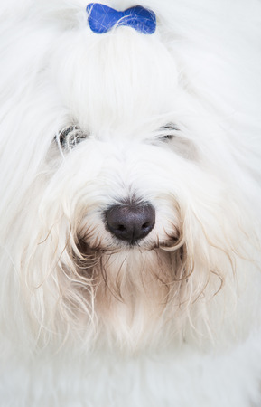 Portrait  Head of an original Coton de TulÃ©ar dog - pure white like cotton の写真素材