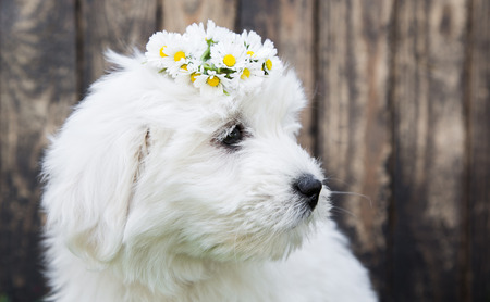 pedigree dogの写真素材