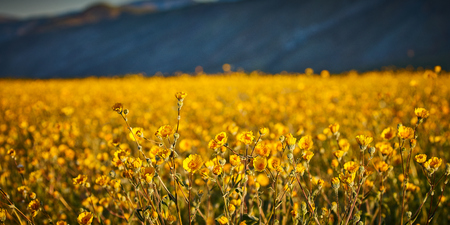 Desert superbloom flowers in Anza Borrego State Park