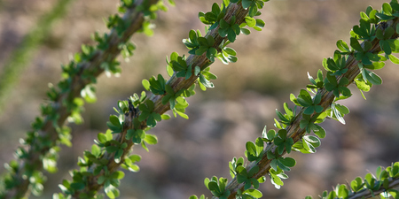 Blooming desert ocotillo in Anza Borrego State Parkの写真素材