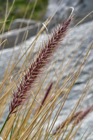 Ornamental grass feathertail plant in Anza Borregoの写真素材