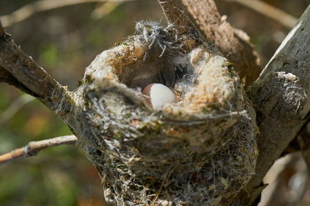 Humminbird nest in Anza Borrego State Parkの写真素材