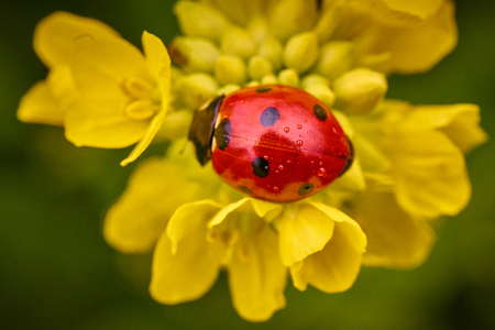 Ladybug on flowerの写真素材