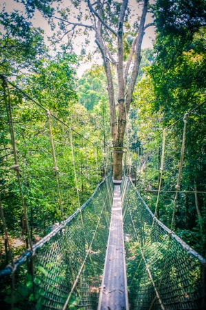 Canopy Walk Through the Rainforestの写真素材