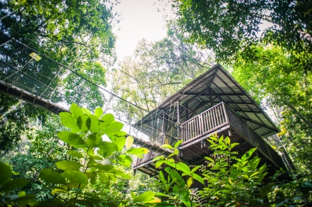 Canopy Walk Through the Rainforestの写真素材