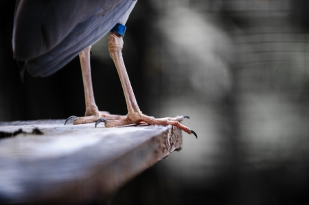 Night Heron s Foot Close upの写真素材