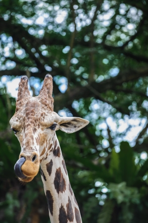 Close up shot of giraffe head licking his lipsの写真素材