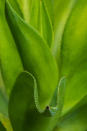 Green Patterns and linesの写真素材