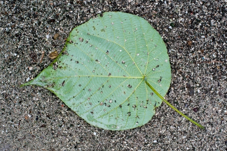 Green Leaf on the groundの写真素材