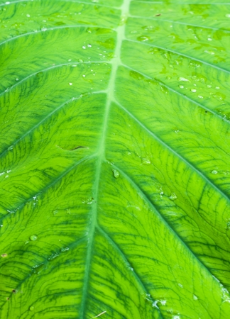 Green Leaf Patternの写真素材