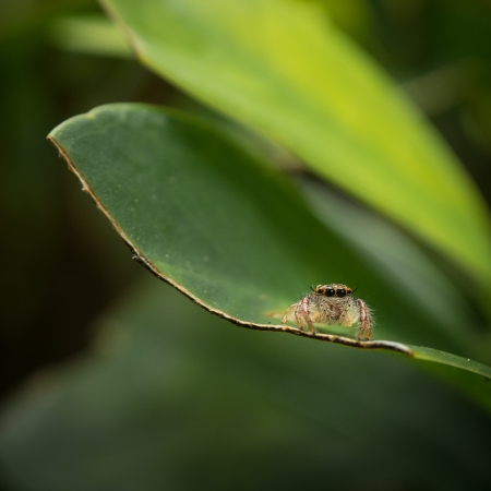 Closeup of a jumping spider on a green leaf