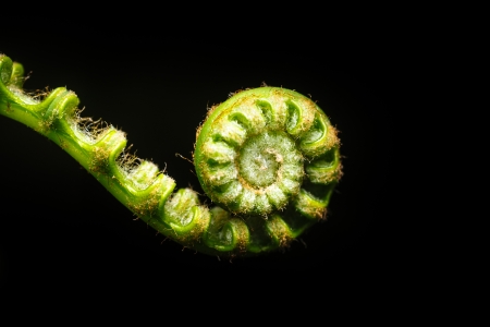 New Fern Leaf isolated on black