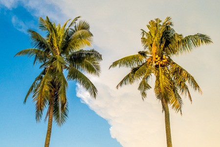 Two Coconut Trees and Blue Skyの写真素材