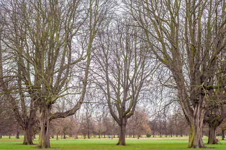 Big Bare Tree at Autumnの写真素材