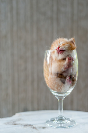 Cute Kitten sleeping in Wine Glass with textured backgroundの写真素材