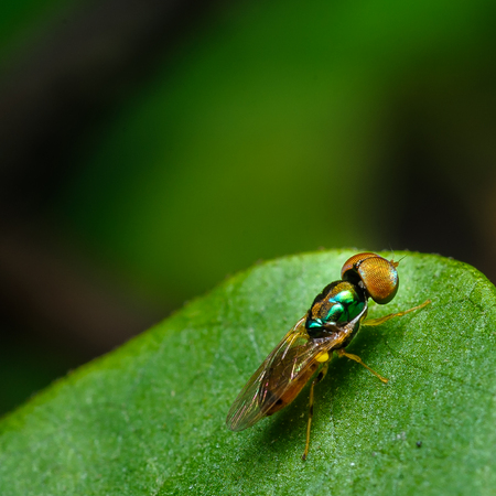 Macro  - Small insect on a grean leafの写真素材