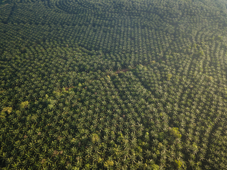 Aerial View - Palm Oil Plantation at Sunrise. Bird's eye view.の写真素材
