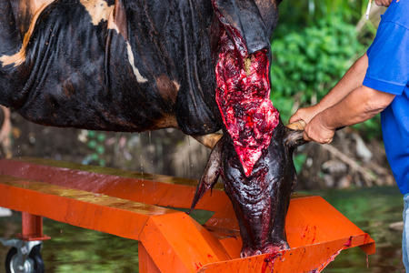 Slaughtering and Skinning cows at a slaughterhouse during the Festival of Eid Adha.の写真素材