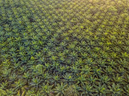 Aerial View - Palm Trees at  sunrise.の写真素材