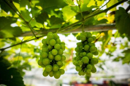 grapes with green leaves on the vine. shallow depth of fieldの写真素材