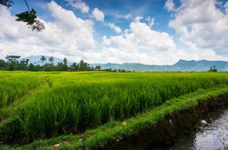 Beautiful Green Paddy Landscape