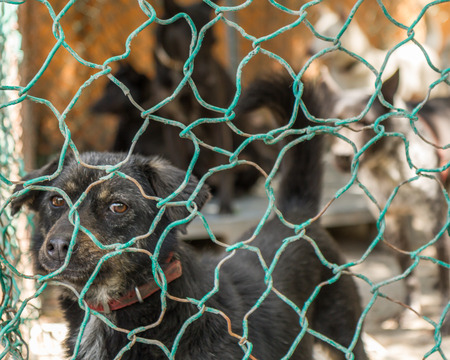 Dogs waiting to be adopted, in fenced off areaの写真素材