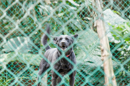 Dogs waiting to be adopted, in fenced off areaの写真素材