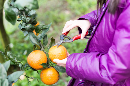 Cute girl picking oranges at orange farmの写真素材