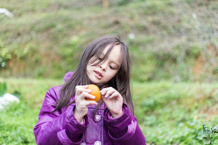Cute girl peeling an orange at orange farmの写真素材