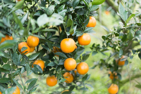 Oranges on trees at an orange farmの写真素材