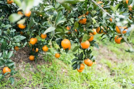 Oranges on trees at an orange farmの写真素材