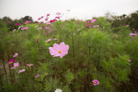 A garden full of pink and purple cosmos flowers, shallow DOFの写真素材