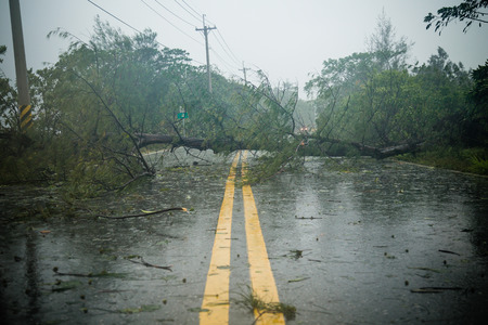 Uprooted tree blocking road during a typhoonの写真素材