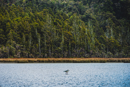 Bird Wading in the Waterの写真素材