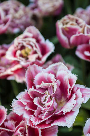 Flowerの写真素材