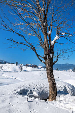 Winter season, Gulmarg is a town, a hill station, a popular tourist & skiing destination, Kashmir, Indiaの写真素材