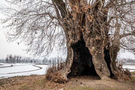 Dry hollow chinar maple tree on the edge of the field